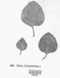 Puccinia menthae image